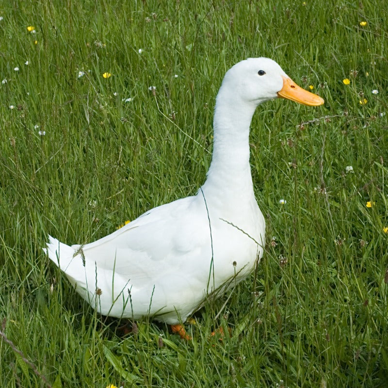 Enten-Set
