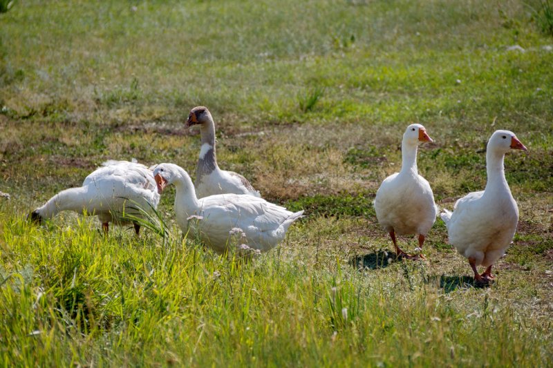 Blick auf die Gänseweide 2021 👨‍🌾👩‍🌾 - GreenOx - Feinstes Weidefleisch aus Deutschland