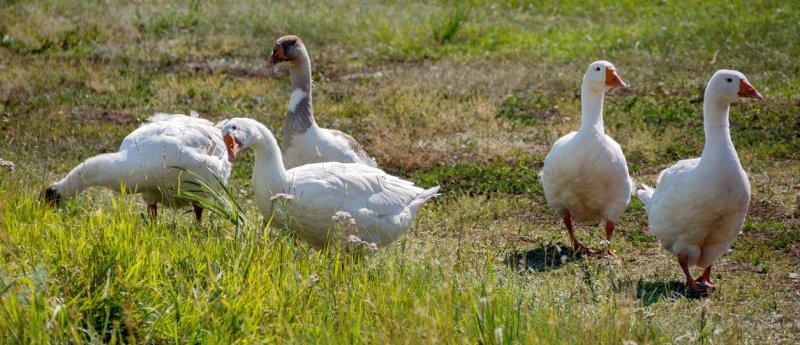 Freilandgänse und Flugenten - GreenOx - Feinstes Weidefleisch aus Deutschland