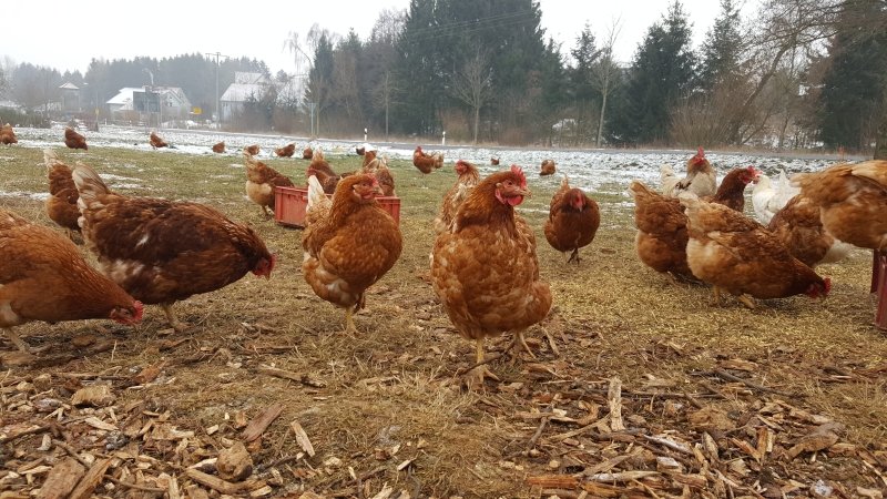 Freilandhühner im Winter (mit Video + Exkurs) - GreenOx - Feinstes Weidefleisch aus Deutschland