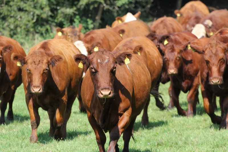 GreenOx Qualitätsstandards - GreenOx - Feinstes Weidefleisch aus Deutschland