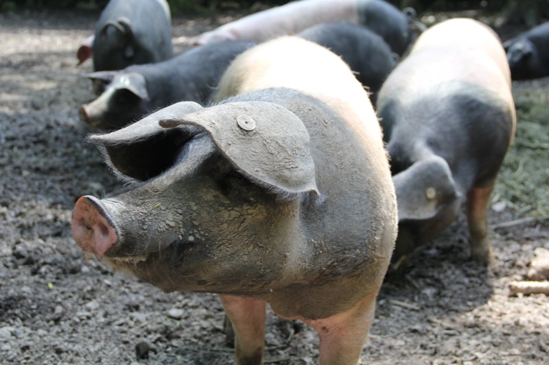 Weideschwein aus dem Hutewald  (mit Video) - GreenOx - Feinstes Weidefleisch aus Deutschland