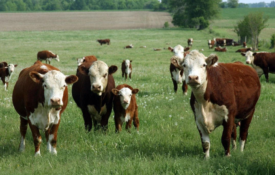 Hereford-Rinder auf einer grünen Weide
