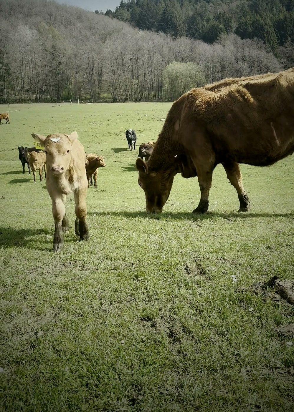 Kalb und Mutterkuh auf der Weide